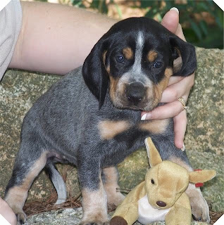 Bluetick Coonhound Puppy