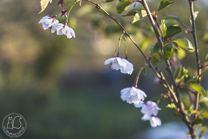 Oravankesäpesä siirtolapuutarha puutarha koristekirsikka Accolade Kevätsuudelma