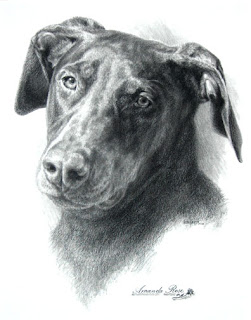 pet portrait by Levin