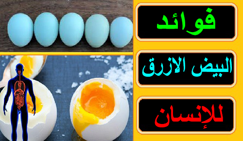"فوائد البيض الازرق" "فوائد بيض الازرق" "فوائد البيض بالزبدة"" البيض الازرق" البيض الازرق لاي طائر" البيض الازرق لاي حيوان"