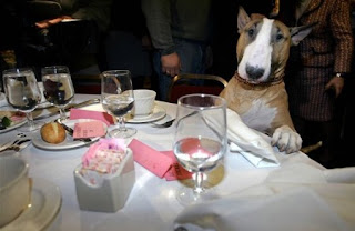 funny dog photos sitting at the dinner table posing for pic