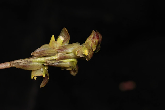 Bulbophyllum medioximum