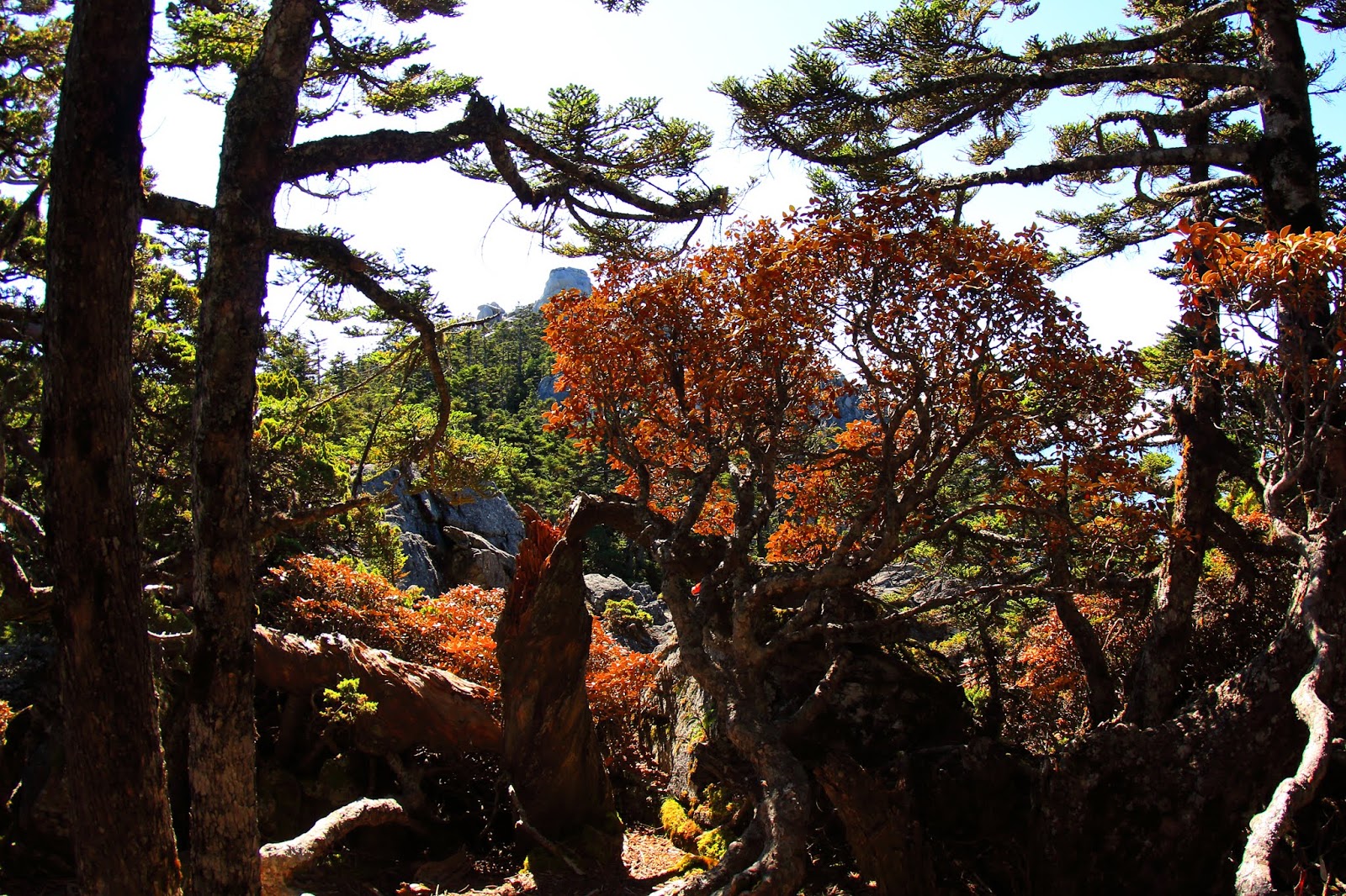 南湖大山群峰之馬比杉山之行望相南湖大山東南峰