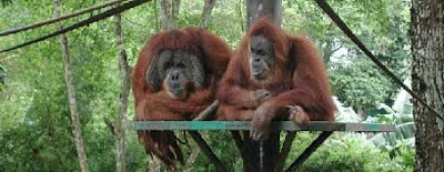 Zoo negara malaysia