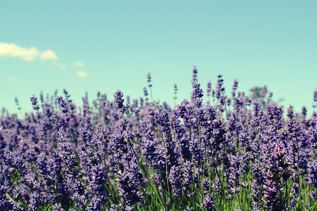 Mayfield lavendery farm
