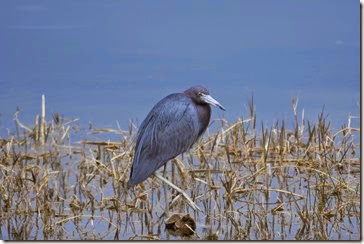 Blue water bird