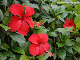 Hibiscus Flower