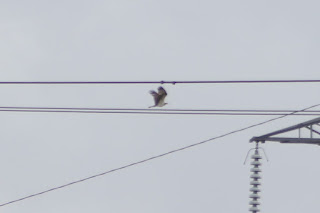 Osprey