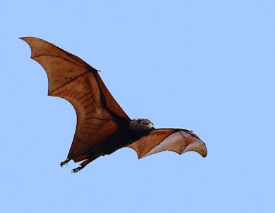 Nipah virus