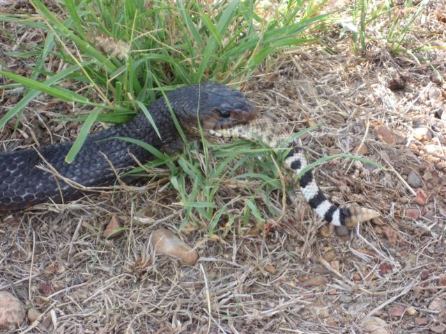 snake eats snake, snake vs snake, blue indigo snake eating other snake, snake pictures, blue indigo snake pictures, diamondback rattlesnake, blue indigo snake eating rattlesnake