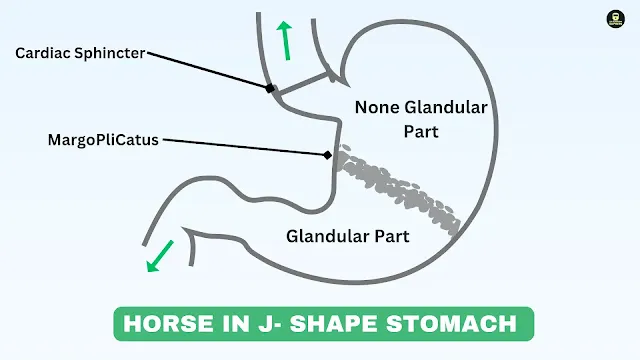 Horse Stomach,Horse Stomach anatomy,horse ke aamashy ke bhag , Non Ruminants