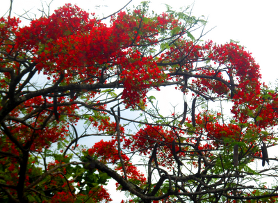 Galhos de flamboyant com flores e vagens