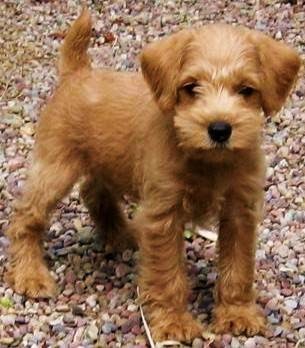 Growing Puppies - Virginia Schnoodle Breeder 
