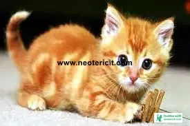 Cute Cute Cat Pictures - Cat Pictures Download 2023 - biraler pic - NeotericIT.com Image no 19