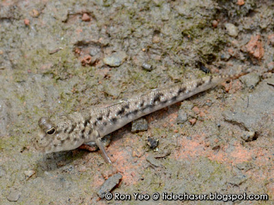 Mudskipper