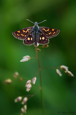 Carterocephalus palaemon