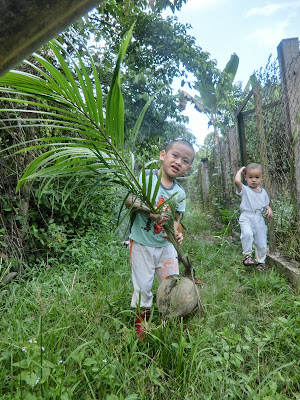 Ajar anak berkebun tanam pokok kelapa mudah dan cepat