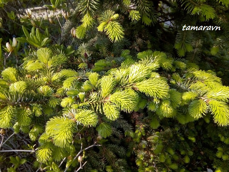 Ель аянская / Ель иезская (Picea ajanensis, =Picea jezoensis)