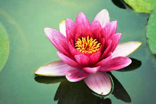 Foto Bunga Teratai Putih Yang Indah_Lotus Flower Picture