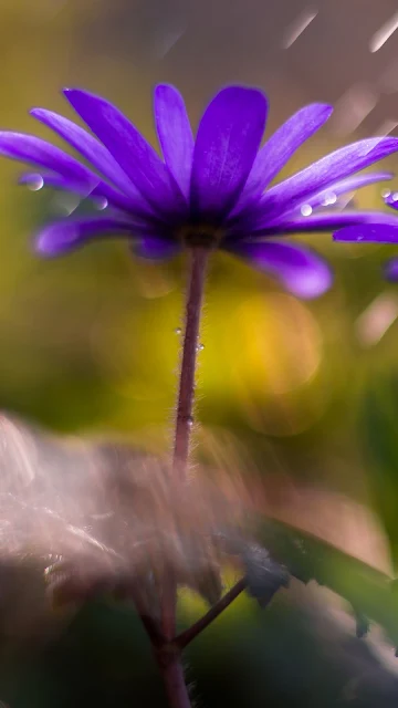 Papel de Parede Flores Violeta na Chuva