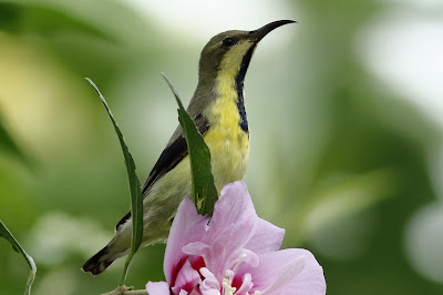 'Purple Sunbird, Sitting on purple flowere shoe flower tree."