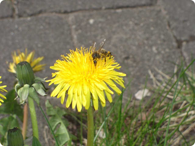 CIMG8703