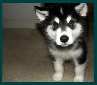 cute husky breed puppy pictures