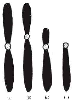 Gambar 1.1. Bentuk Kromosom