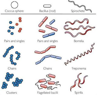  COMMON SHAPES OF BACTERIA