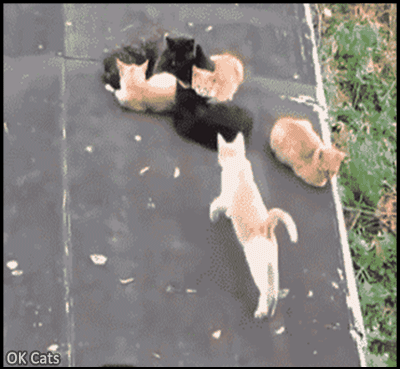 Funny Cat GIF • Jerk cat shamelessly sitting on another Cat. 'Sorry dude If it fits I sits.' [ok-cats.com]