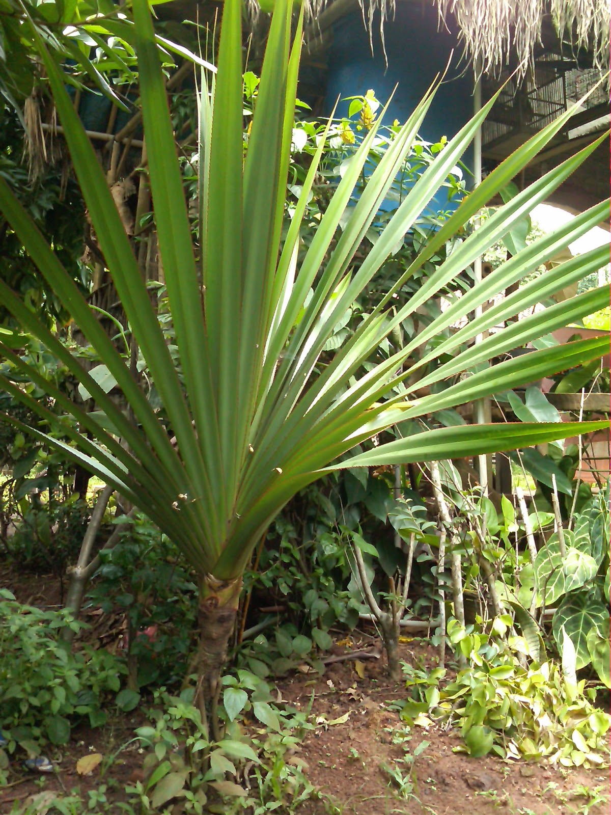  POHON PANDAN  ULIR kebon kembang bogor