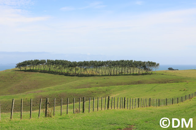 Photo d'arbre sur les chemins de Motutapu Auckland Nouvelle-Zélande 