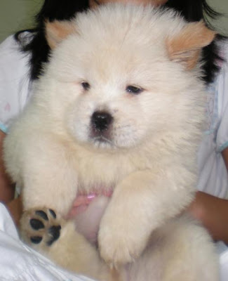 Chow Chow Puppy Pictures