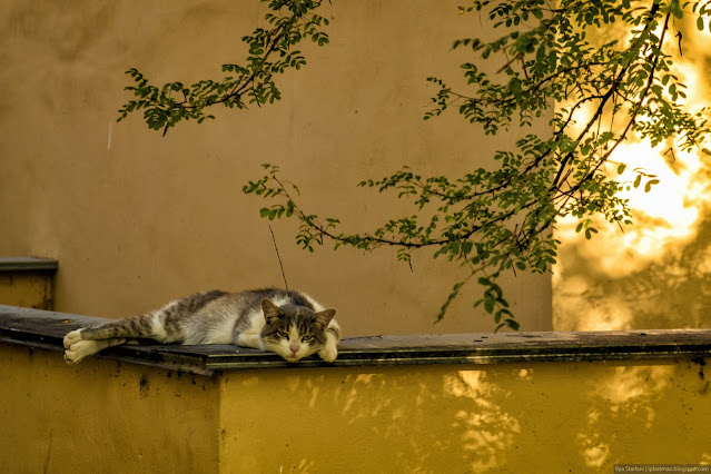 Кошка лежит на парапете