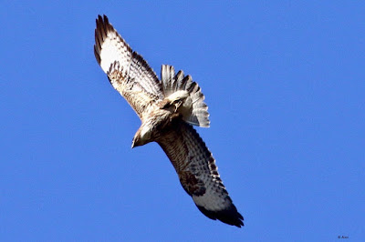 Common Buzzard