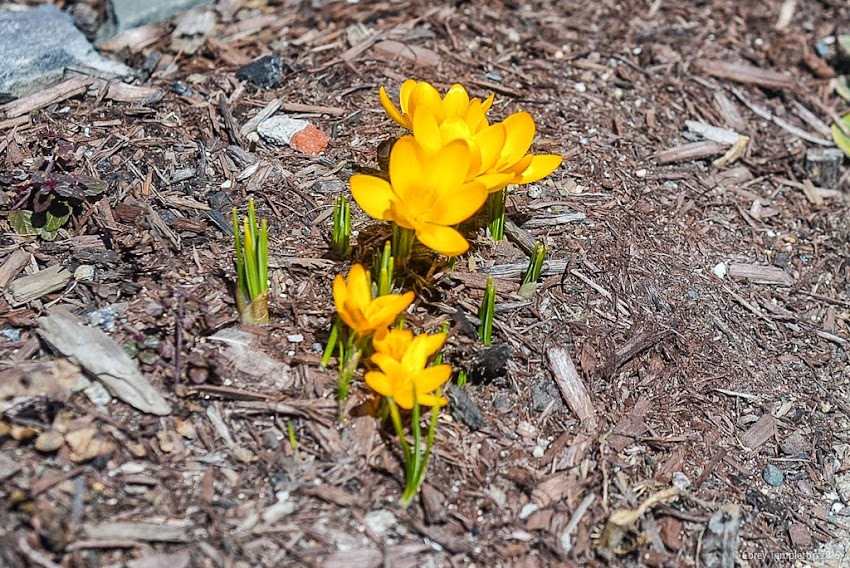 Portland, Maine March 2015 spring small flowers on Fox Street photo by Corey Templeton