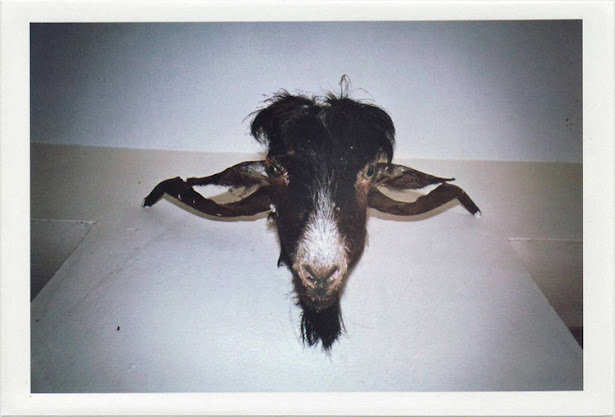 dirty photos - noah's ark fauna photo of cut goat's head on a wall in crete