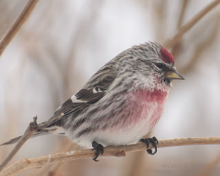 Male Common Redpoll. photo  © Shelley Banks, all rights reserved. 