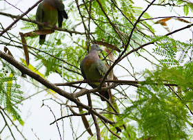 Pink-necked Green Pigeon - Singapore Botanic Gardens