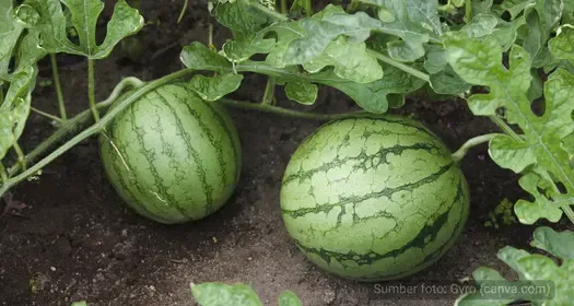 Berapa Banyak Buah yang Dihasilkan oleh Satu Pohon Semangka?