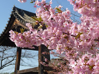 境内の鐘楼堂と河津桜。