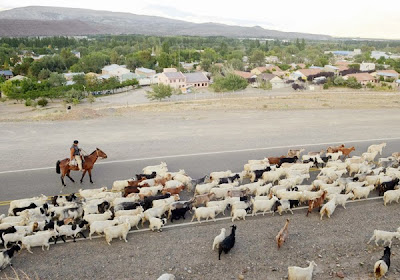 Esta será la última veranada con los animales sobre las rutas neuquinas 