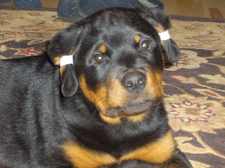 Rottweiler Ear Tapping