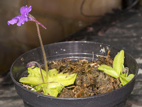 Butterwort, Pinguicula grandiflora, on my balcony in Hayes.  12 May 2013.