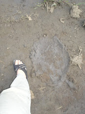 Ya, almost as big...