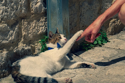 Kenapa tangan kucing terlihat memijat tubuh kita ?, ternyata ini alasannya