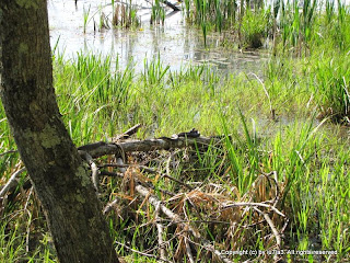 Northern Water Snakes