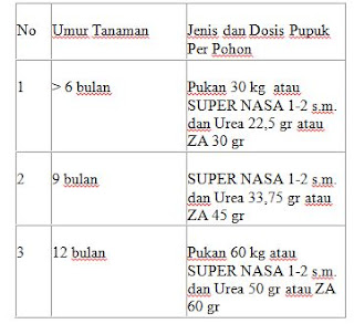 Budidaya Anggur