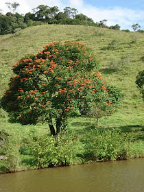 Image result for www.aboasemente.com