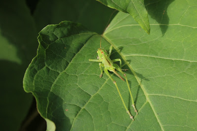 Griene Sabelsprinkhoanne - Grote Groene Sabelsprinkhaan - Tettigonia viridissima